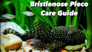 Bristlenose Pleco Care Guide Bushynose pleco  Growth Rate Diet Types Breeding and Tank Set Up [upl. by Burt950]