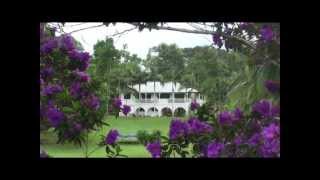 Tibouchina UrvilleanaPrincess FlowerGlory Bush on Sunshine Coast Australia [upl. by Anaeerb]