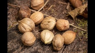 Wild And Edible Hickory Nuts [upl. by Iuqcaj]