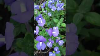 Nemesia Plants gardeningplants plants flowers shortvideo trending [upl. by Dloniger]