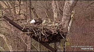 Decorah North Nest 112124 The Norths do amazing stick work [upl. by Raine]