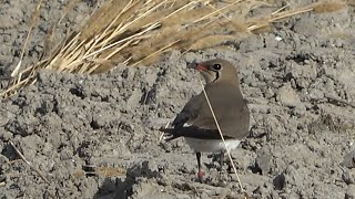 Collared Pratincole Muntanyeta dels Sants Spain [upl. by Arua335]