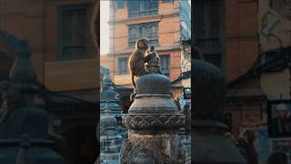 Nepal’s Famous Monkey Temple  Swayambhunath Stupa monkey nepal swayambhunath [upl. by Llorre]