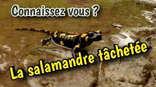 Connaissez vous la salamandre tâchetée4 salamandra salamandra [upl. by Acihsay]