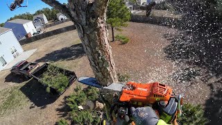 Pine Tree Removal [upl. by Gower]