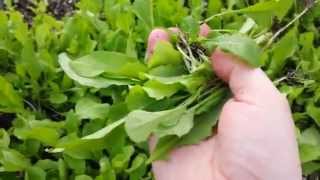 Hoop House Progress  Seed to First Harvest of Arugula [upl. by Nagard]