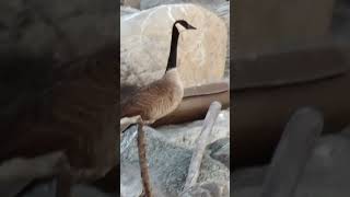 a Goose training for the animalympics [upl. by Higbee]