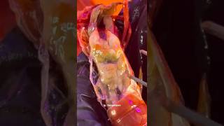 Misteri otak udang terpecahkan 🤨 udang shrimp carabineros cardinalprawn brain [upl. by Giustina]