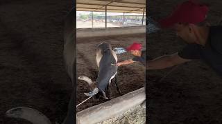 COW SERVICE IS THE SAME SERVICE TO GOD  COW COWLOVER ANIMALS TRENDING SHORTVIDEO GAUMATA [upl. by Anieral151]