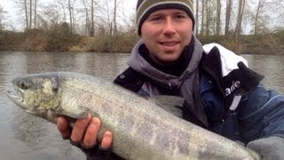 Puyallup River  fighting chum salmon [upl. by Yerffeg697]