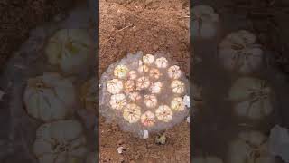 Yellow garlic bud planting process [upl. by Cardew154]