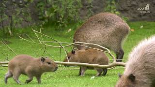 Nachwuchs bei den Capybaras im Zoo Berlin  Capybara cubs at Zoo Berlin [upl. by Wolfie653]