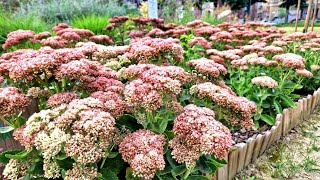 Sedum Spectabile [upl. by Zilevi]