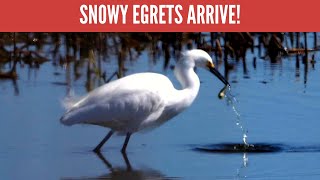 Snowy Egret Identification and hunting behaviors to look for [upl. by Reamy]