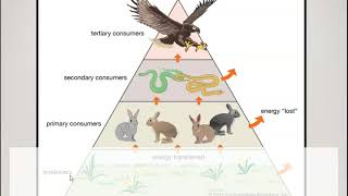 Producers Consumers Decomposers [upl. by Laura]