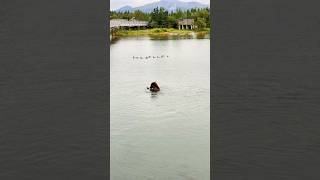 Amazing Moment Watching A Bear Fish For Salmon In Katmai National Park In Alaska [upl. by Anilyx61]