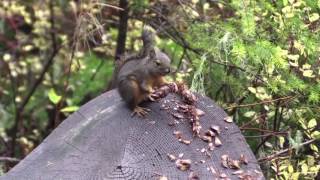 Explore Gifford Pinchot National Forest [upl. by Mahla]