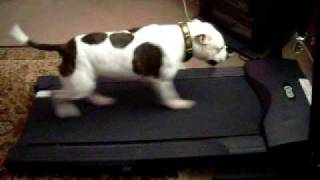 staffy bull terrier working out on a treadmill [upl. by Ecinert]