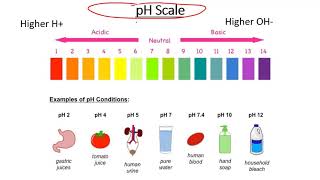 Hydrogen Bonds and the pH Scale [upl. by Erbe]