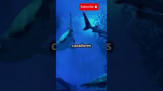 Tiburones sin huesos un esqueleto de cartílago para los cazadores oceánicos [upl. by Paryavi]