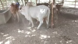 Natural Animal Meeting  New Cow Mating Videos 2022  Summer Love Between Bulls amp Cow New Videos [upl. by Hokanson676]