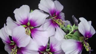 Malva subovataLavatera maritime quotbicolorquotTree Mallow flowers blooming time lapse 4K花葵开花延时摄影 [upl. by Lamphere]