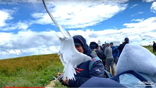 Bird Attacked a Tourist  Farne Islands UK  Unique Bird Sanctuary  Puffins and Arctic Birds 4K [upl. by Wasserman]