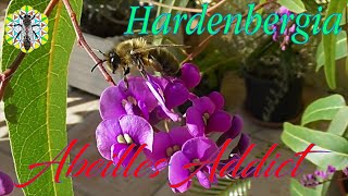 HARDENBERGIA VIOLACEA  DES FLEURS POUR LES ABEILLES [upl. by Furey664]