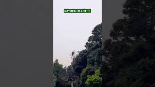 प्राकृतिक पौधाNATURAL PLANT  ☘️ View😮 naturalplants shortvideo sarfarajkhan62 [upl. by Dier549]