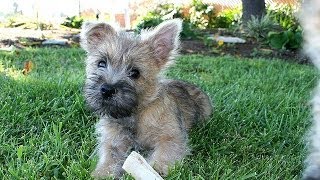 60 Seconds Of Cute Cairn Terrier Puppies [upl. by Korns51]