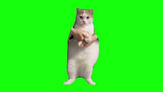 Cat Dancing to EDM  Green Screen [upl. by Siuluj]