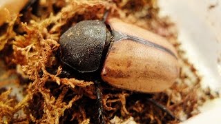 Eupatorus gracilicornis  Nashornkäfer  Rhinoceros Beetle [upl. by Capp]