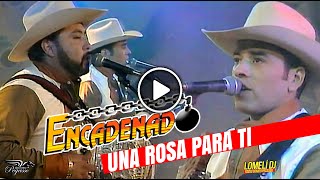 1994  Una Rosa Para Ti  Grupo ENCADENADO  En Vivo  Lalo Banda [upl. by Hannus]