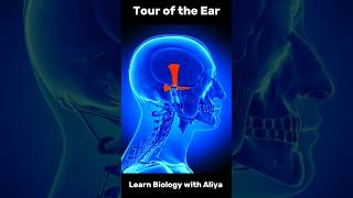 Tour of the Ear medical animation 3d short  learn Biology with Aliya [upl. by Kele500]