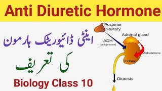 What is Antidiuretic Hormone  Definition of Antidiuretic Hormone  Class 10 [upl. by Coleville403]