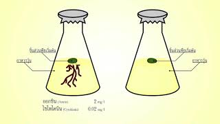 การใช้สารสังเคราะห์ที่มีสมบัติคล้ายฮอร์โมนพืชในการเกษตร [upl. by Aidole380]