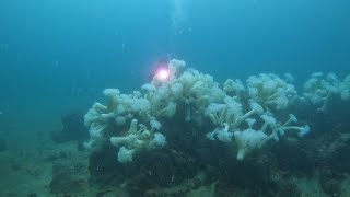 Scuba dive the metridium field of Breakwater Cove Monterey CA [upl. by Lectra]