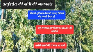 safeda farmingEucalyptus tree खेत कितनी दूरी पर लगाएं क्या वैरायटी लगाएं किन बातों का ख़याल रखे [upl. by Baelbeer]