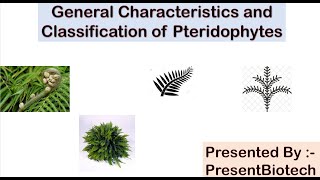 Pteridophytes  General Characteristics of Pteridophytes  Classification of Pteridophytes [upl. by Shaine]