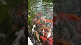 Feeding Frenzy koi koifeeding koipond koifish [upl. by Naerda]