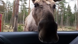 Elch Safari Park Schweden Markaryd Småland Älgpark  Elks in Elk Safari Park Småland Sweden HD [upl. by Tdnerb]