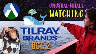 Tilray Brands Unusual Activity for October 2 [upl. by Darcy731]