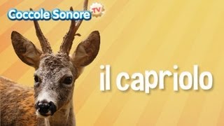 Il capriolo  Documentari per bambini di Coccole Sonore [upl. by Ryan935]