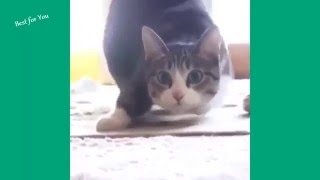 Funny Cats Vine Compilation 2015 [upl. by Fontes332]