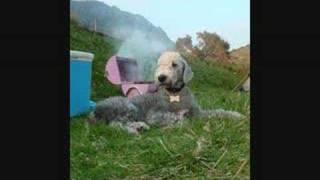 BEDLINGTON TERRIER MOVIE [upl. by Weisburgh]