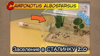 Переселение муравьев в формикарий СТАЛИНКА 20  Camponotus albosparsus [upl. by Bertha149]