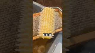 🐝 Bee HiveTo Jars How To HARVEST HONEY at Home farmlife honey shorts [upl. by Araj]