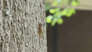 Are the Sounds of Cicadas Too Loud for Human Ears [upl. by Crandell]