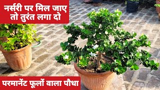 नर्सरी पर मिल जाए तो तुरंत लगा दो  Carissa macrocarpa care  karonda plant growing tips  Garden [upl. by Anerhs]