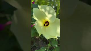 Sunset Hibiscus  Abelmoschus Manihot hibiscus shorts shortsvideo gardening [upl. by Sandell]